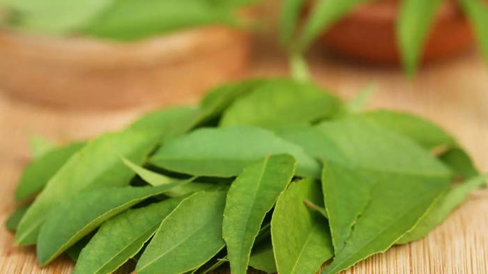 9 lesser known benefits of chewing curry leaves on an empty stomach