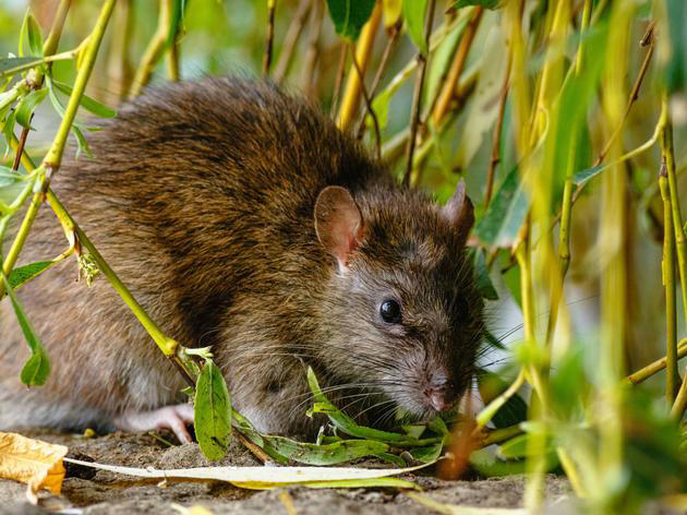 Ratten im Garten bekämpfen ein Hausmittel wirkt sofort