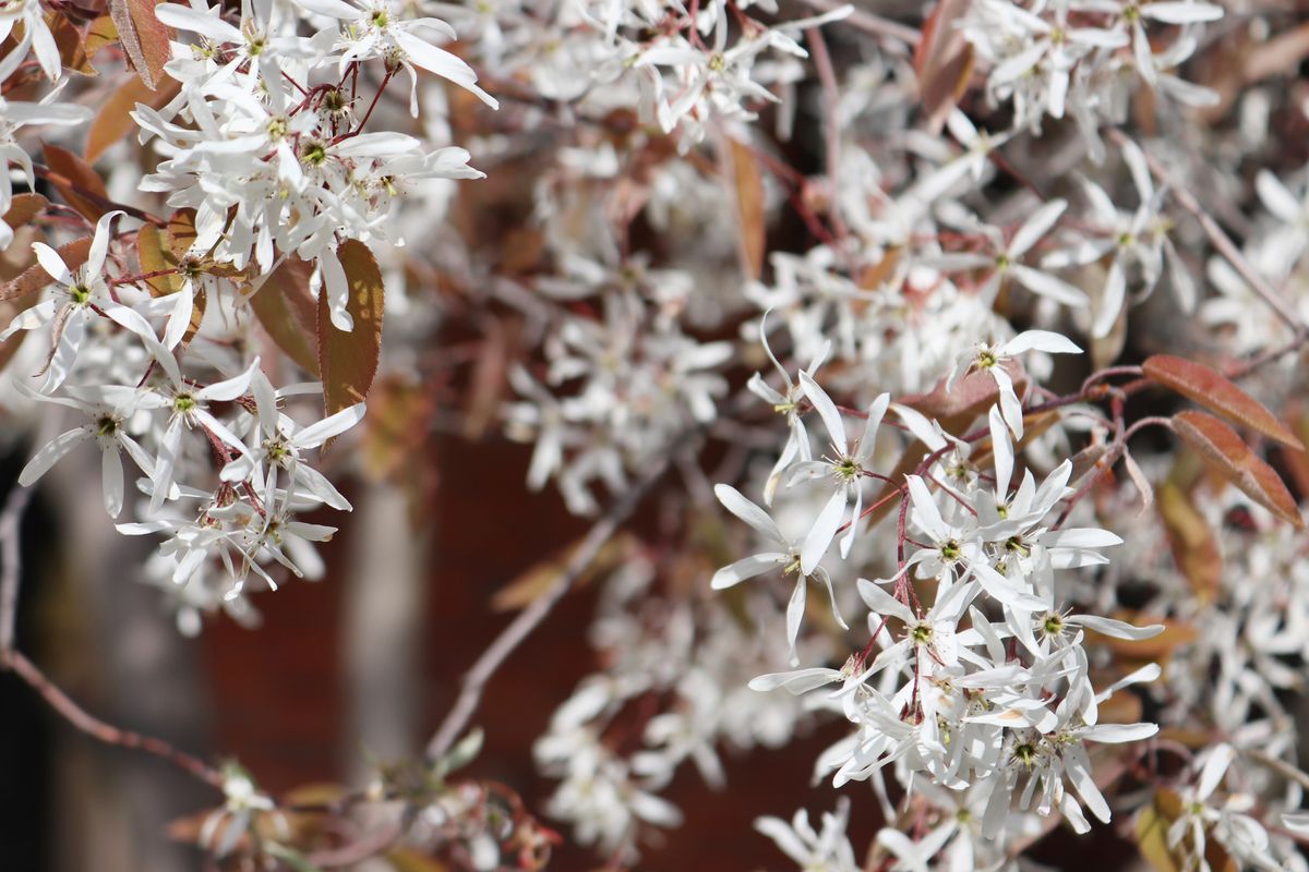 15 Small Trees to Show Off in Your Front Yard