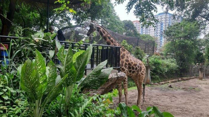 Kebun Binatang Bandung, tempat wisata ramah anak-anak yang bisa dikunjungi selama libur sekolah.