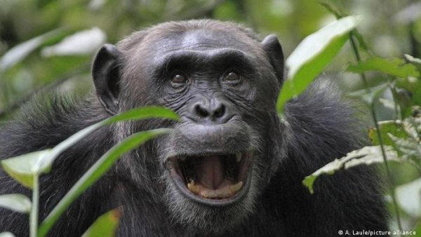 chimpancés se automedican con plantas medicinales del bosque, según estudio