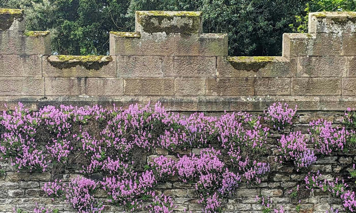 country diary: the prettiest of castle flowers – but how did it get here?