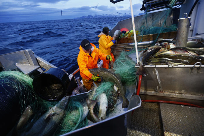 elleve eu-land retter fiskekritikk mot norge