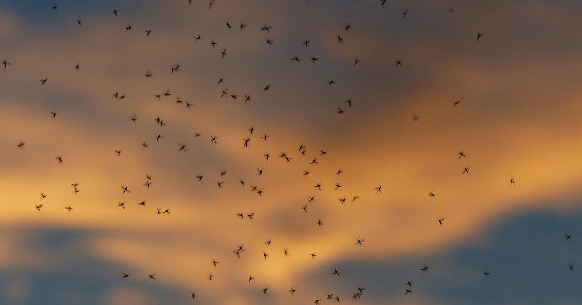 stigning i tilfælde af denguefeber i europa: husk myggespray på ferien