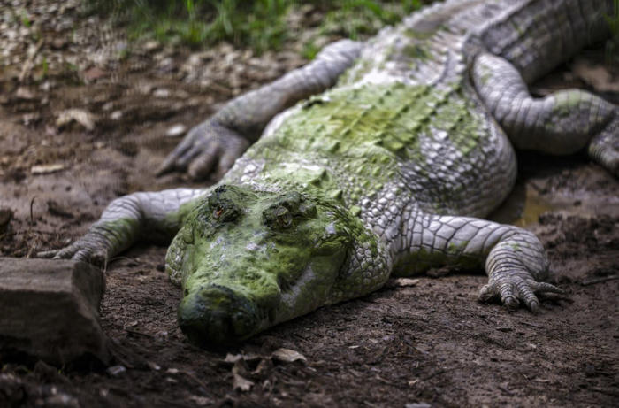 sabah wildlife dept hard-pressed to cope with increasing human-croc conflict