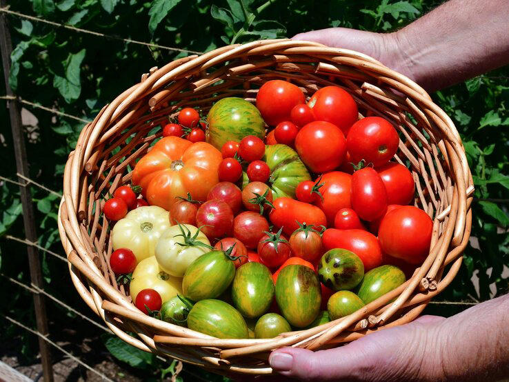 top-ernte bei tomaten, gurken und paprika: obst-abfall ist super-dünger