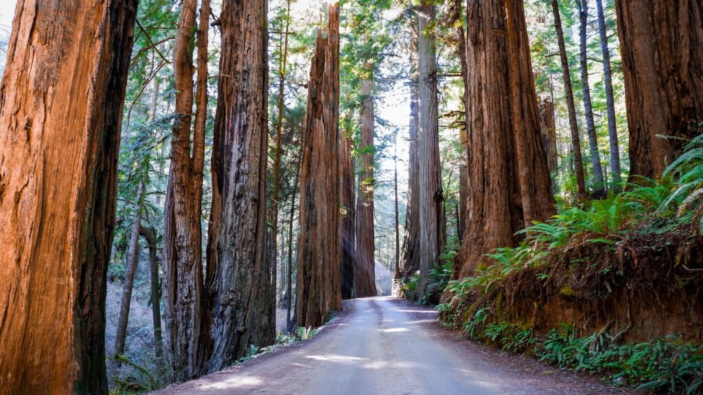 <p>As you make your way down Highway 199, you have no choice but to enter California before making your way back up the coast and into Oregon.</p><p>We might as well capitalize on this detour though and make a visit to the stunning coastal redwoods that tower over this area. </p><p>Jedediah Smith Redwoods State Park sits at the confluence of Highway 199 and the turnoff to get back onto Highway 101. This makes it a great place to stop and head out into the forest for a hike.</p><p>Head to the Grove of Titans trail, where you can walk amongst some of the largest trees in the park along an elevated boardwalk. The boardwalk makes the trail both ADA accessible and protects the tree’s root systems from being damaged by the thousands of visitors who come to this area every year.</p>