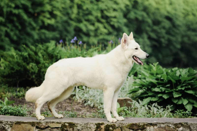 die schönsten hunde mit weißem fell