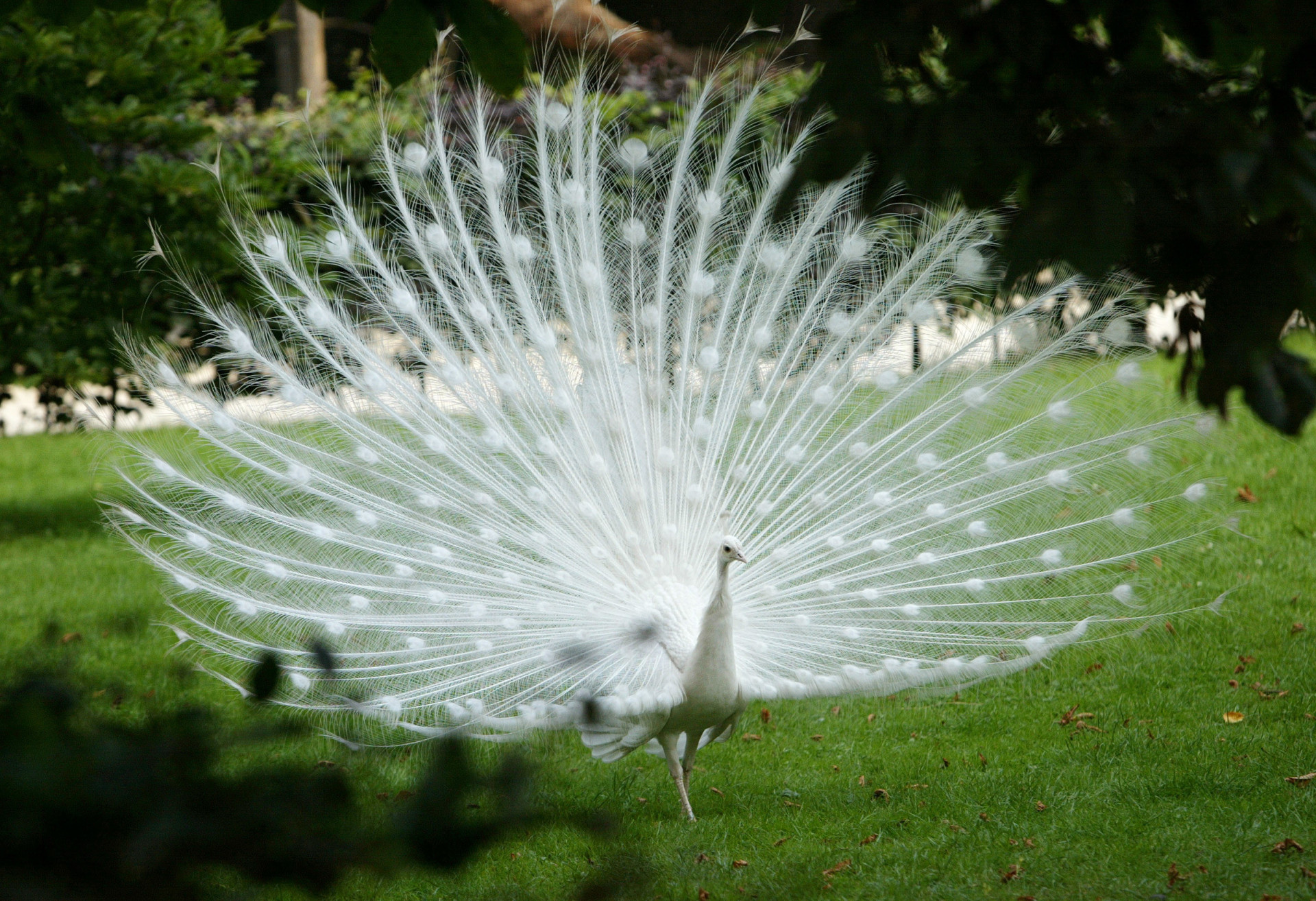 Take a look at these beautiful albino animals!