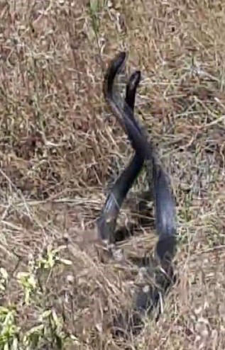 tunceli’de yılanların çiftleşme dansı kameraya yansıdı