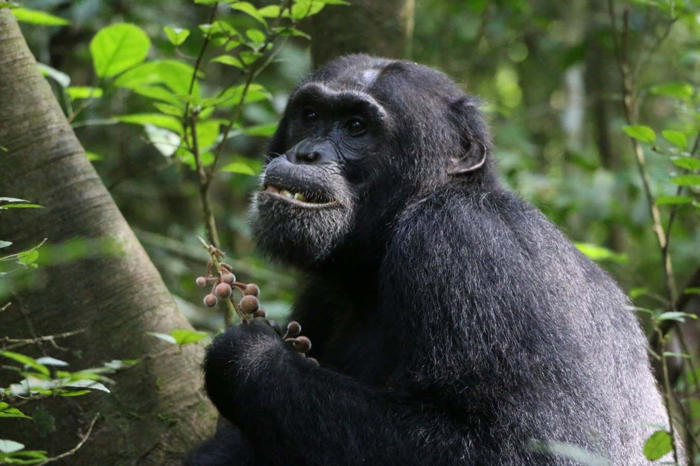 ‘아프면 스스로 치료’…침팬지의 놀라운 지능 (영상)