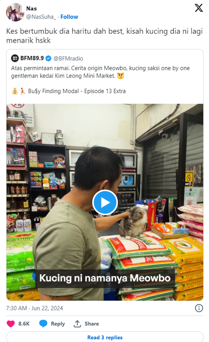 [watch] cat in “one by one” video was a persistent stray that carried her babies one by one to goh’s shop