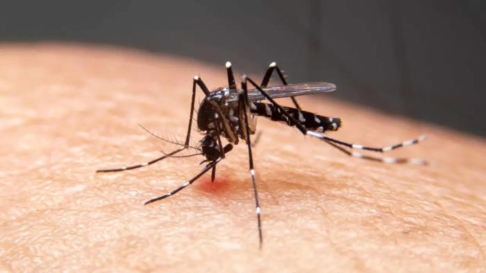 dengue cases surge in goa; symptoms and measures to prevent the infection