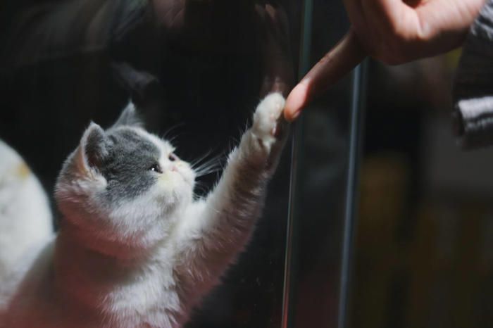 terapeuta dà 5 consigli per rendere meno doloroso l’addio a un gatto
