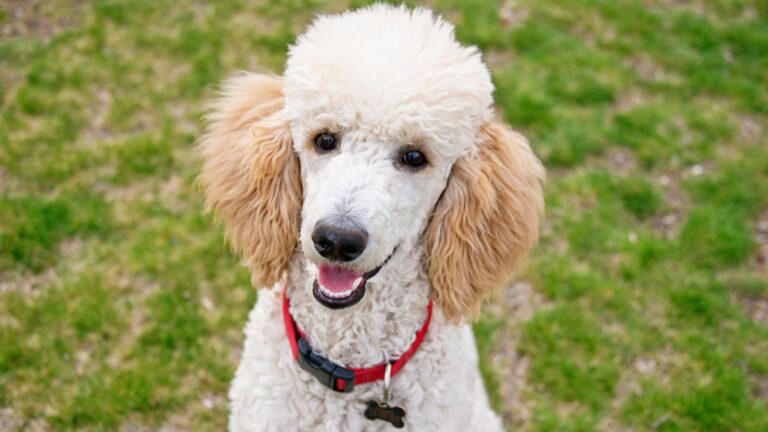 How Long Do Poodles Live? Everything You Should Know About the Poodle’s ...