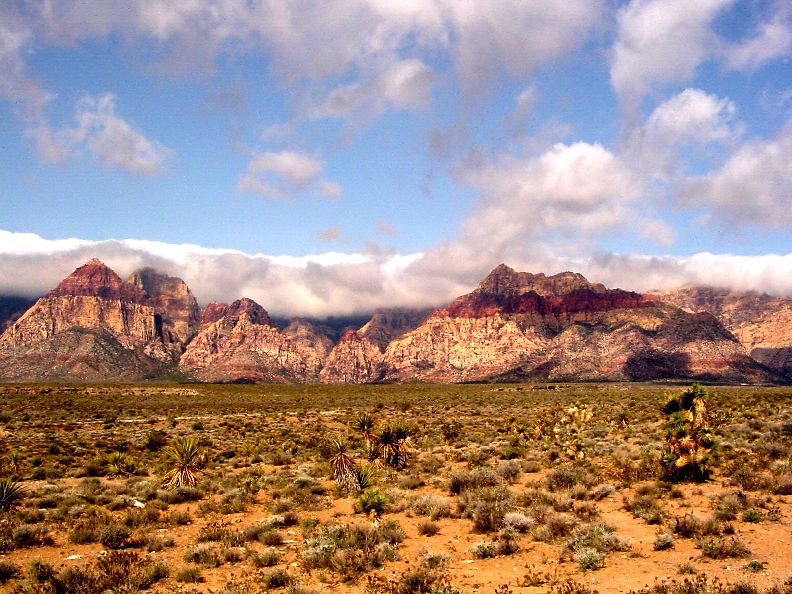 <p>Red Rock Canyon’s proximity to Las Vegas makes it an accessible adventure destination. The area’s rock climbing and hiking trails offer thrilling challenges and stunning views. The scenic loop drive provides a great overview of the canyon’s beauty. Wildlife sightings, including desert tortoises and bighorn sheep, are common.</p>