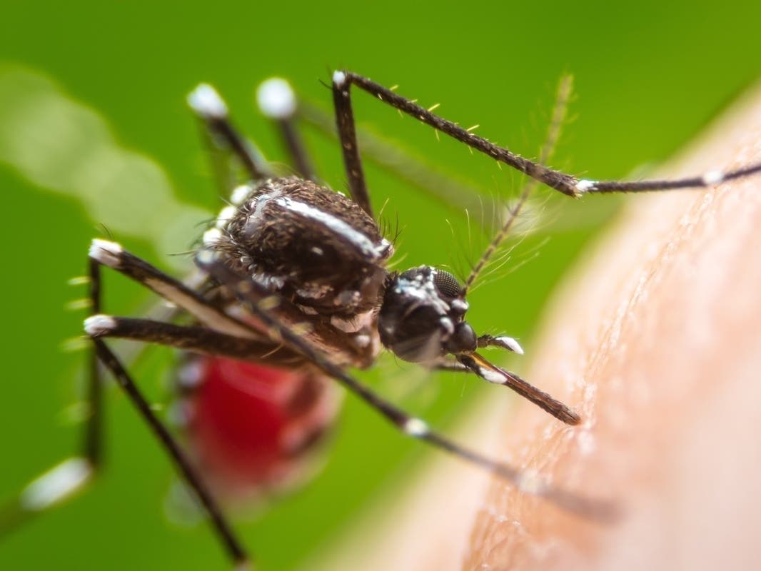 Human Dengue Fever Case Reported In Hillsborough County: FDOH