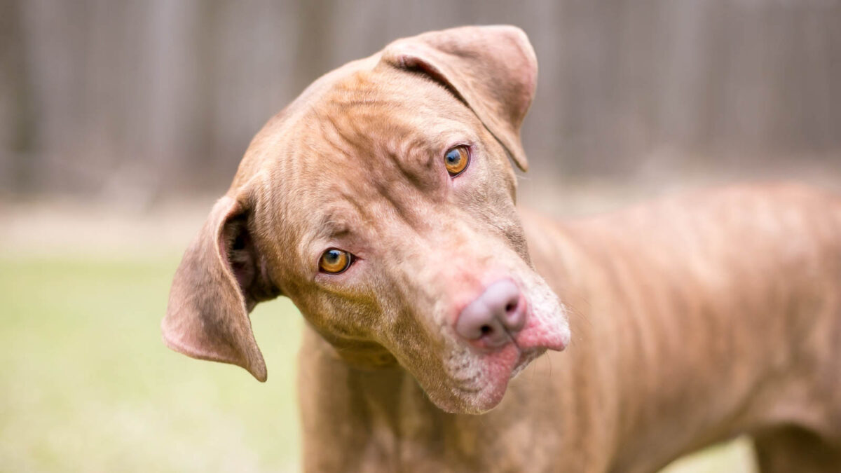 12-unexpected-reasons-your-dog-tilts-its-head