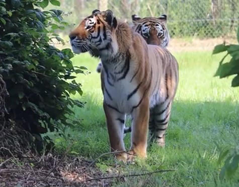 Endangered amur tigers meet for first time at Woburn Safari Park