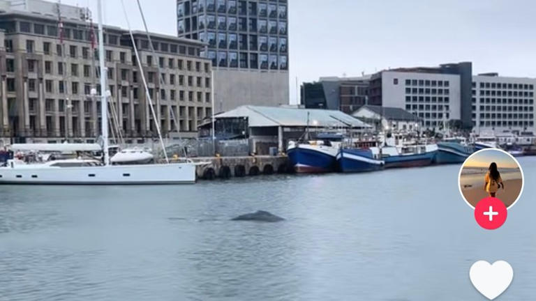 WATCH: Humpback whale spotted at V&A Waterfront