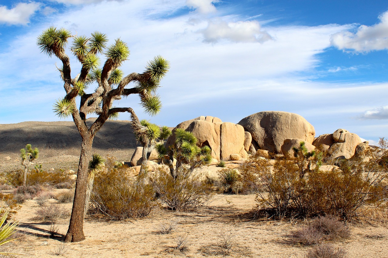 <p>Joshua Tree’s unique rock formations and Joshua trees create a surreal landscape perfect for climbing and hiking. Rock climbers flock to its world-famous bouldering spots. The park offers incredible night sky views, ideal for astrophotography. Exploring the Hidden Valley Trail provides a glimpse into the area’s rich history and geology.</p>