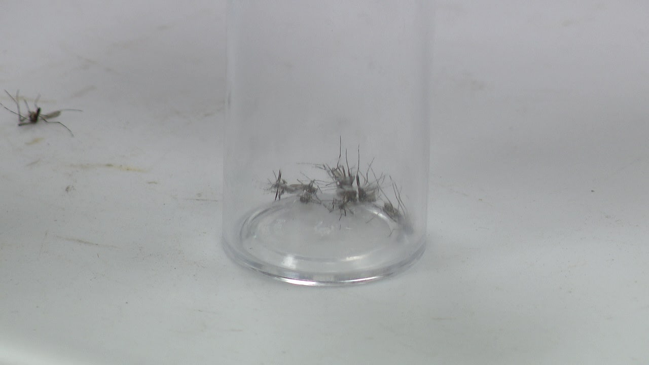 Hillsborough County Has Confirmed Case Of Locally Transmitted Dengue Fever