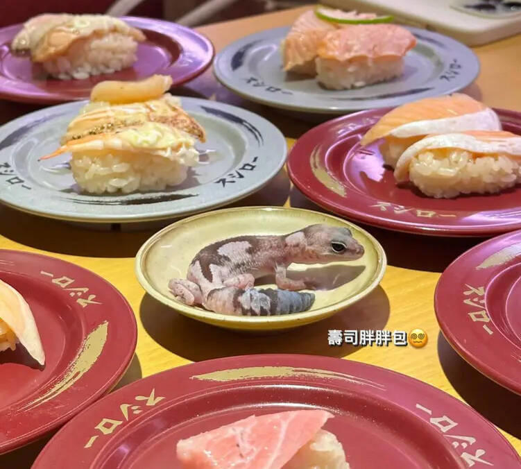 女學生吃壽司「守宮擺盤」道歉無用 台灣壽司郎仍決定提告