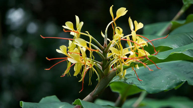 Why You Should Grow Ginger Flower As An Indoor Plant: Top Benefits