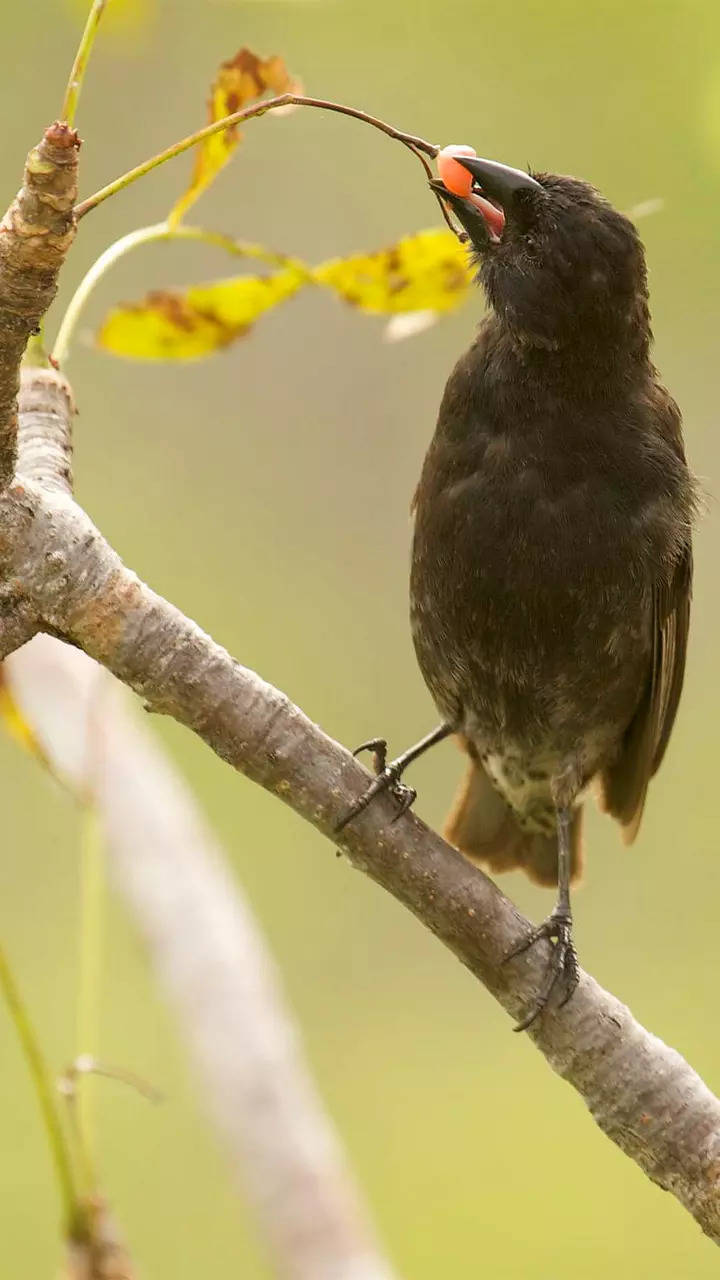 10 birds with distinctively coloured beaks