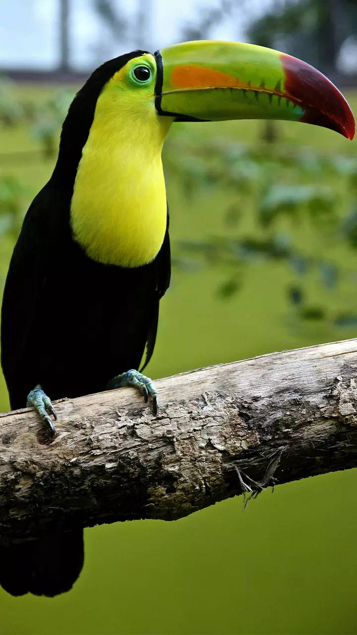 10 birds with distinctively coloured beaks