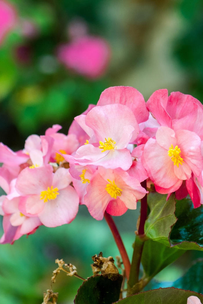 how to, how to grow begonias