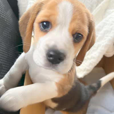 ちいさな子犬を迎える日…まるで赤ちゃんのような『新しい家族』に悶絶 
