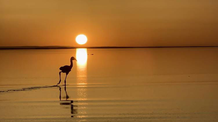 tuz gölü kuluçkalardan çıkan yavru flamingolarla şenlendi