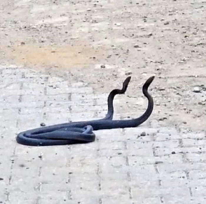 yılanların çiftleşme dansı kameraya yansıdı