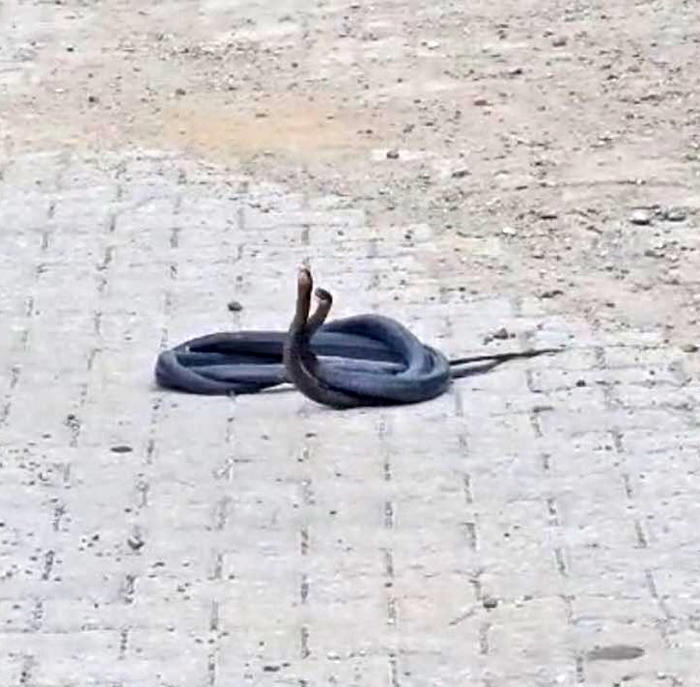 yılanların çiftleşme dansı kameraya yansıdı