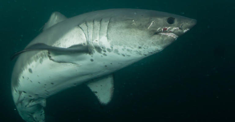 Scientists Confirm Sharks Travel More than 1,000 Miles up the ...