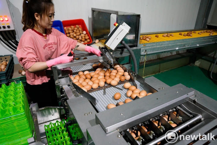 雞蛋滯銷！全國庫存4800萬顆 蛋商：減產要加快腳步