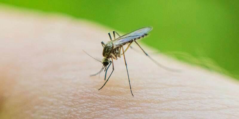 hassen den geruch - wie sie mit minze stechmücken effektiv vertreiben