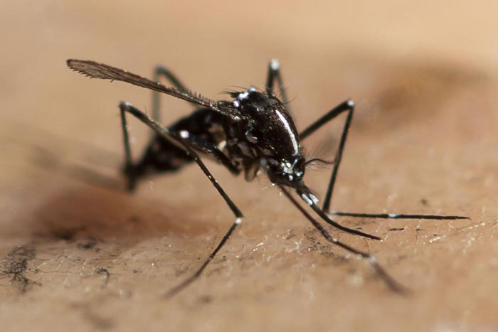nicht zu bremsen: mückenplage überall: blutsauger stechen so früh wie nie
