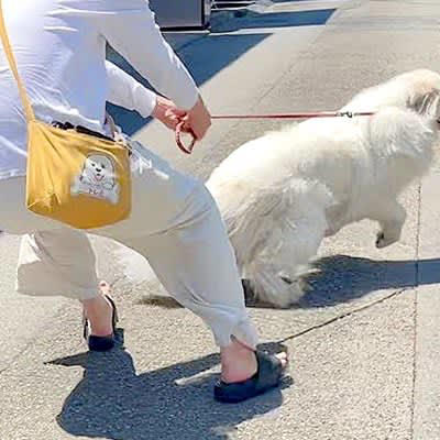 犬とサンダルと銃 オファー