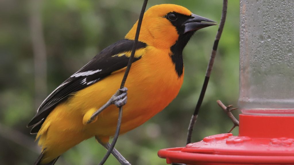 How to Make Your Garden a Magnet for Orioles