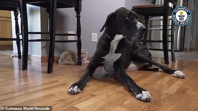 World's tallest dog Kevin dies at three, months after breaking record