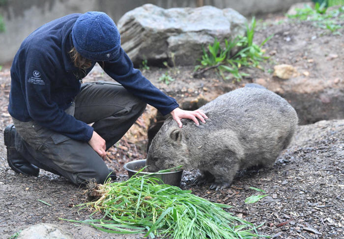tasmański rezerwat east coast natureworld szuka towarzyszy porannych spacerów dla wombatów