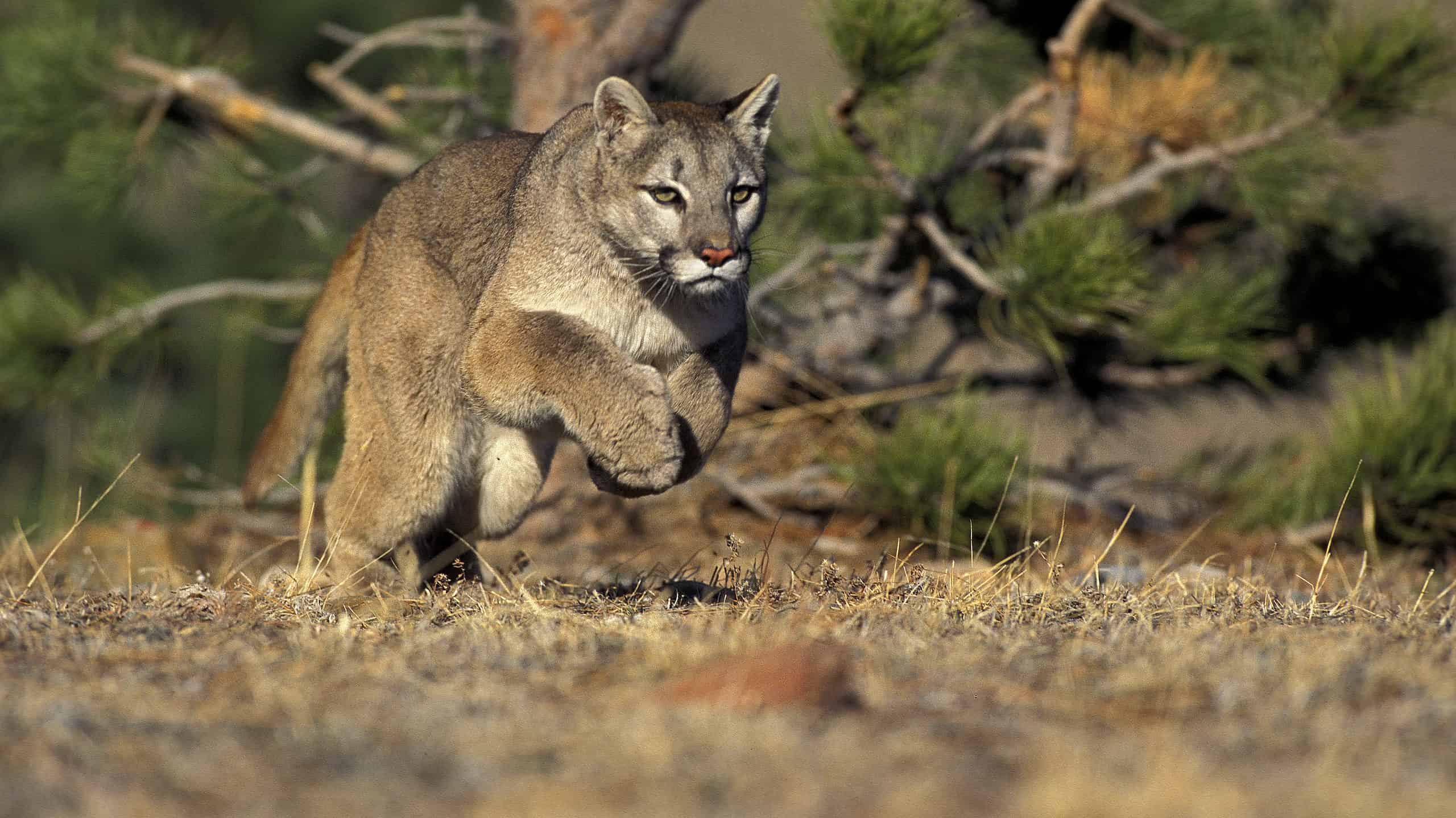 Mountain Lions Are Plentiful in These U.S. States
