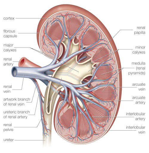 An image of a cross section of a kidney showing the major blood vessels.