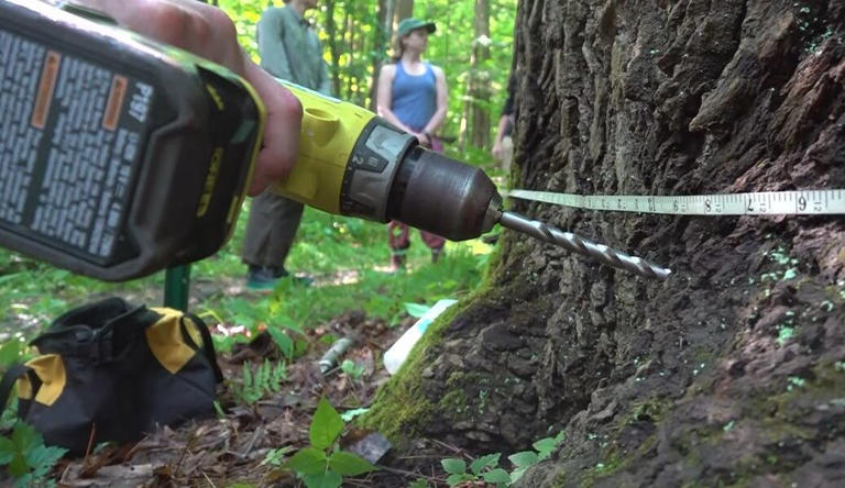 Williston conservation officials among those treating infected ash trees