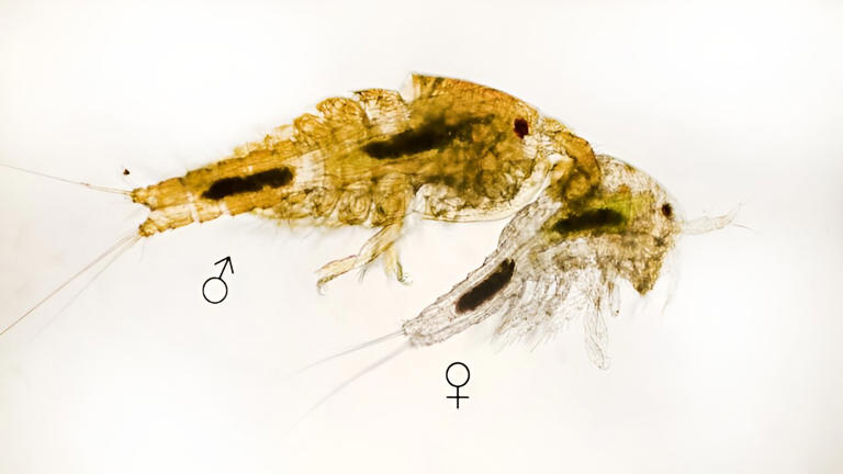 Some copepods, such as this pair of Tigriopus californicus, lack sex chromosomes, giving researchers a clearer picture of mitochondrial differences between males and females. Credit: Suzanne Edmands
