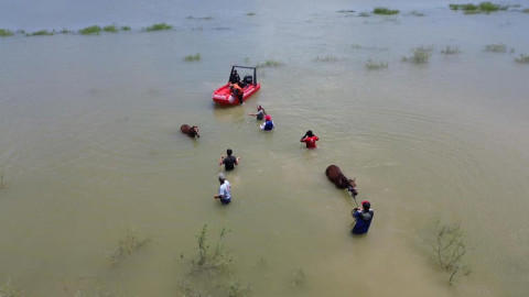 rescatan a 40 caballos varados en isleta por lluvias de 'alberto'