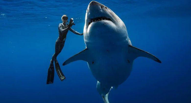 os reais motivos por que tubarões atacam humanos