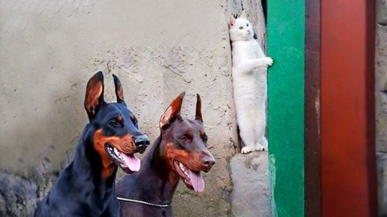 Two Dogs and a Cat in a Snowy Landscape